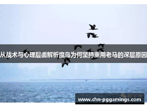 从战术与心理层面解析魔鸟为何坚持重用老马的深层原因